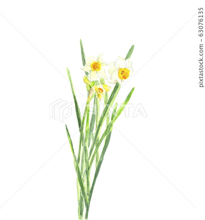 水仙花水彩畫 水仙花水彩畫 63076135