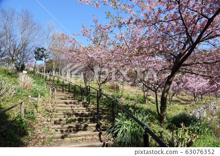 在自然公園盛開的櫻花 63076352