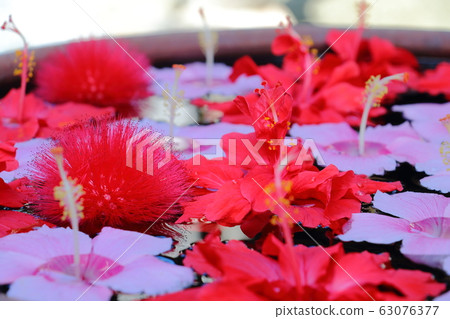 芙蓉漂浮在表面上 芙蓉漂浮在表面上 63076377