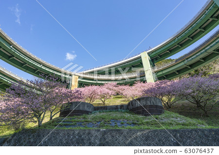 Looking up at the cherry blossoming Kawazu Nanataki Loop Bridge (Nanataki Viaduct) 63076437