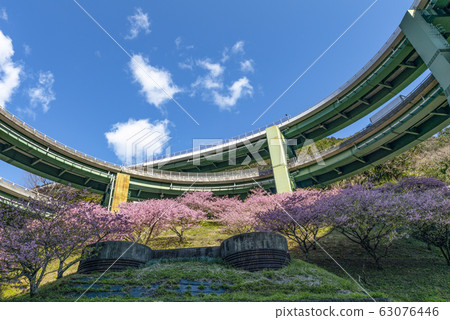 抬頭望望櫻花盛開的川津七at環橋(七t高架橋) 抬頭望望櫻花盛開的川津七at環橋(七t高架橋) 63076446