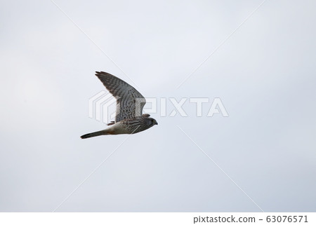 蝴蝶飛行 63076571