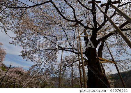 Shokawa Sakura 63076951