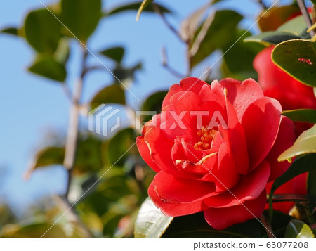 茶花，猩紅縐，處女膜 63077208