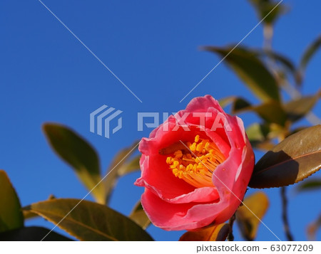 明石山茶花 63077209