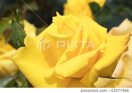 黃玫瑰花 黃玫瑰花 63077466