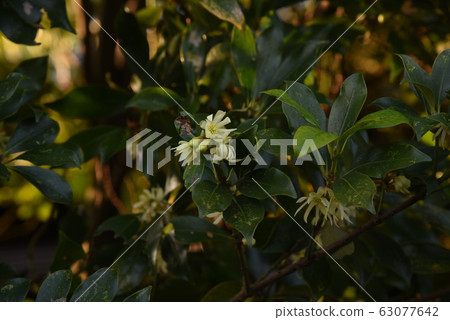 四季(聲音)花 四季(聲音)花 63077642