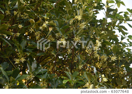 四季(聲音)花 四季(聲音)花 63077648