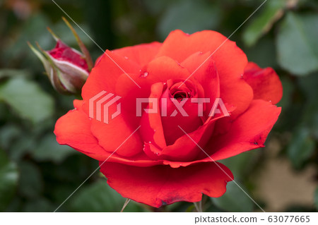 橙色玫瑰花 橙色玫瑰花 63077665