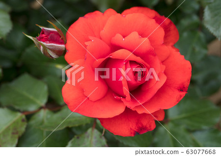 橙色玫瑰花 橙色玫瑰花 63077668