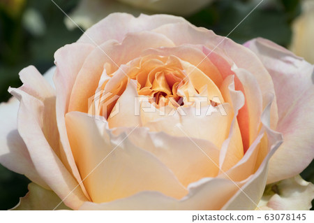 Yellow Rose Flower Yellow Rose Flower 63078145