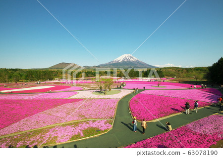 Mount Fuji and mushrooms 63078190