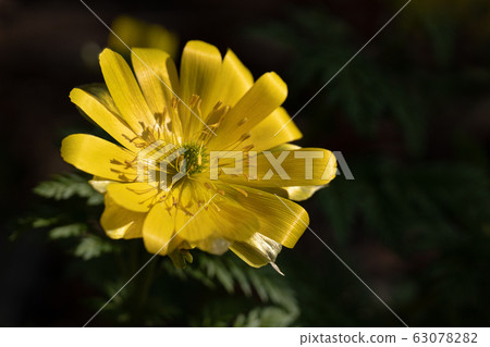 Close-up shoot of fukujuso telling spring 63078282