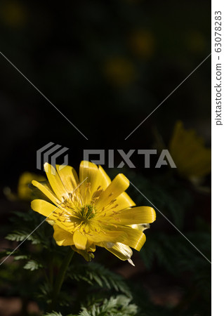 Close-up shoot of fukujuso telling spring 63078283