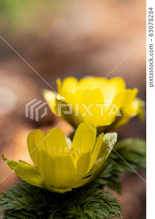 Close-up shoot of fukujuso telling spring 63078284