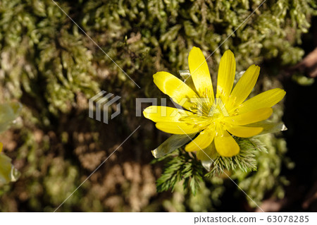 Close-up shoot of fukujuso telling spring 63078285