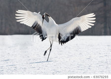 Japanese crane, landing 63078293