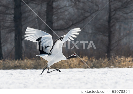 Japanese crane crane Japanese crane crane 63078294