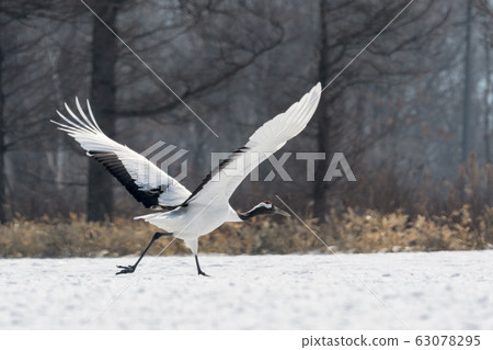 Japanese crane crane Japanese crane crane 63078295