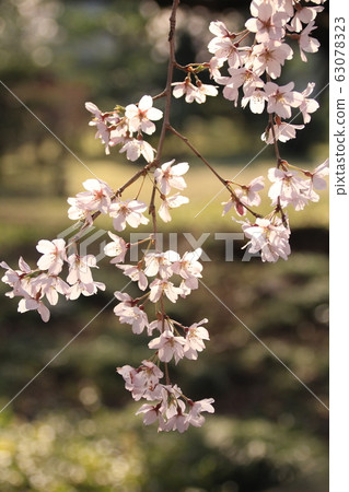 Sakura Uraraka 63078323