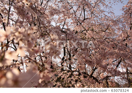 A lot of cherry blossoms 63078324