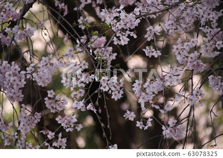 Weeping Sakura Up 63078325
