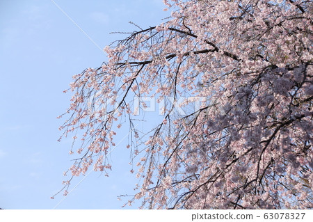 Weeping cherry blossoms and blue sky Weeping cherry blossoms and blue sky 63078327
