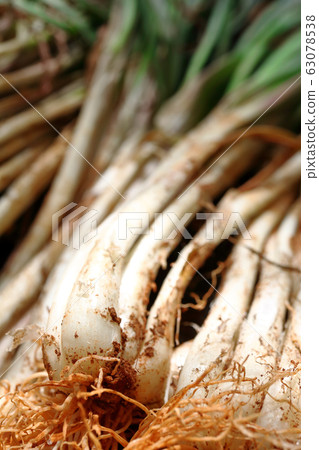 Rooted, soiled, island Rooted, soiled, island 63078538