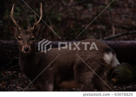 Deer 1 63078820