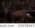 Deer 1 63078843