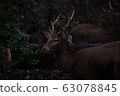 Deer 2 63078845