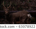 Deer 1 63078922