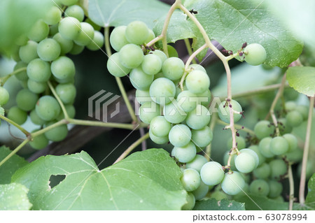 Delicious grape 63078994