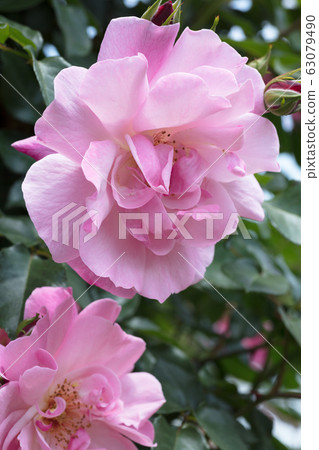  Pink rose flower 63079490