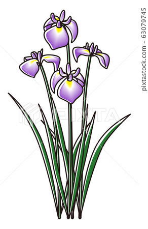 Iris Iris 63079745