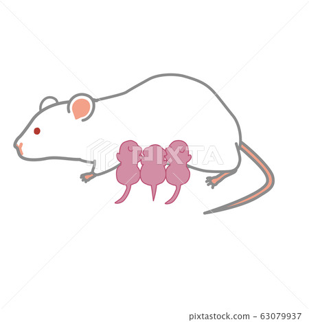 Lactating mouse Lactating mouse 63079937