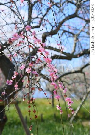 粉紅色的梅花 63080388