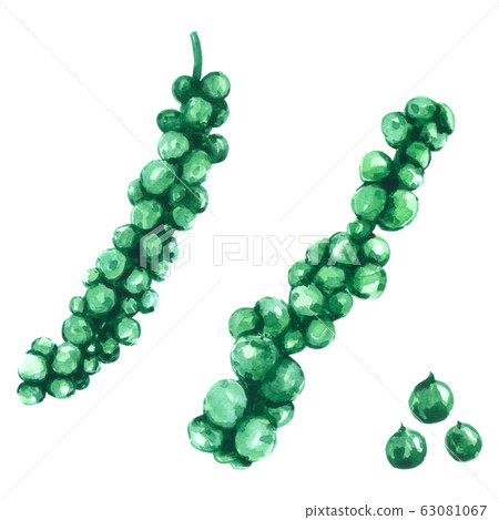 Black pepper watercolour isolated on white background Black pepper watercolour isolated on white background 63081067