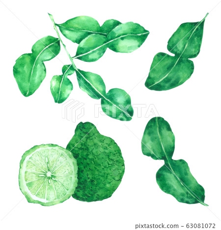 Bergamot  watercolour isolated on white background 63081072