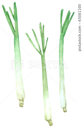 Lemon grass watercolour isolated on white background Lemon grass watercolour isolated on white background 63081100