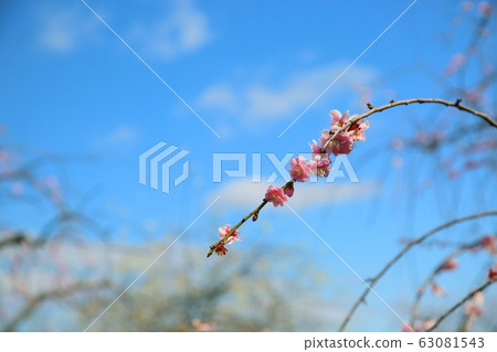 粉紅色的梅花 63081543