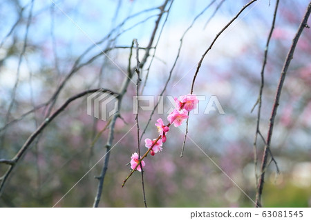 粉紅色的梅花 63081545