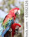 Macaws 63082326