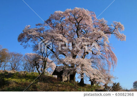 Tenjin married cherry tree (Fukushima prefecture · Koriyama city) Tenjin married cherry tree (Fukushima prefecture · Koriyama city) 63082368