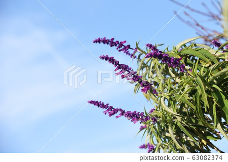 Salvia Leukanza Amethyst Sage 63082374