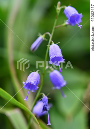 薩拉甘胺的胡蘿蔔 63082457