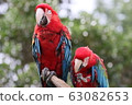 Macaws 63082653