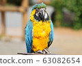 Macaws 63082654