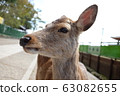 Deer 63082655