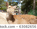 Deer 63082656